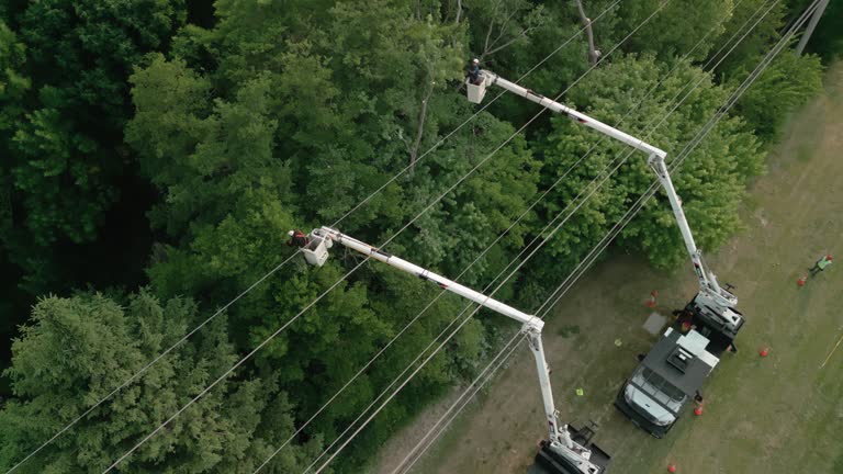 How Our Tree Care Process Works  in Cottonwood Heights, UT